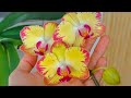 ПОЛИВ орхидеи АСКОРБИНОВОЙ ВОДОЙ🍊! бутоны СВЕЖЕЮТ, цветоносы ОЖИВАЮТ! КИСЛОТА🧡 для ПОЛИВА орхидеи!