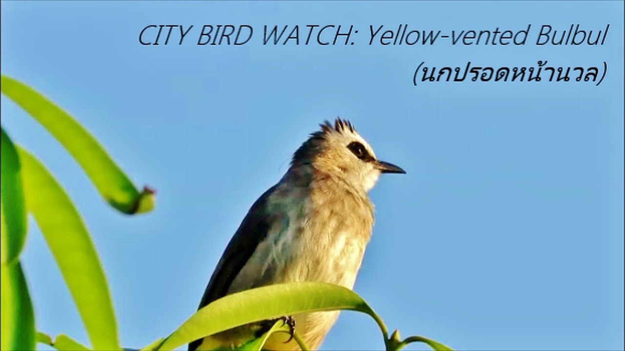 City Bird Watch: Yellow-vented Bulbul (นกปรอดหน้านวล)