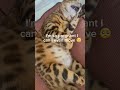 Day 61: Too Pregnant For This 😂#bengalcat #pregnantcat #catsoftiktok#  #futurekittens #tinyleopards