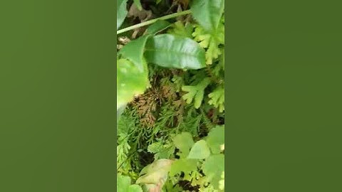 fern Sellaginela Pteridophyta #viralshort #nature #fern#botany