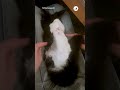 Tiny foot shield.