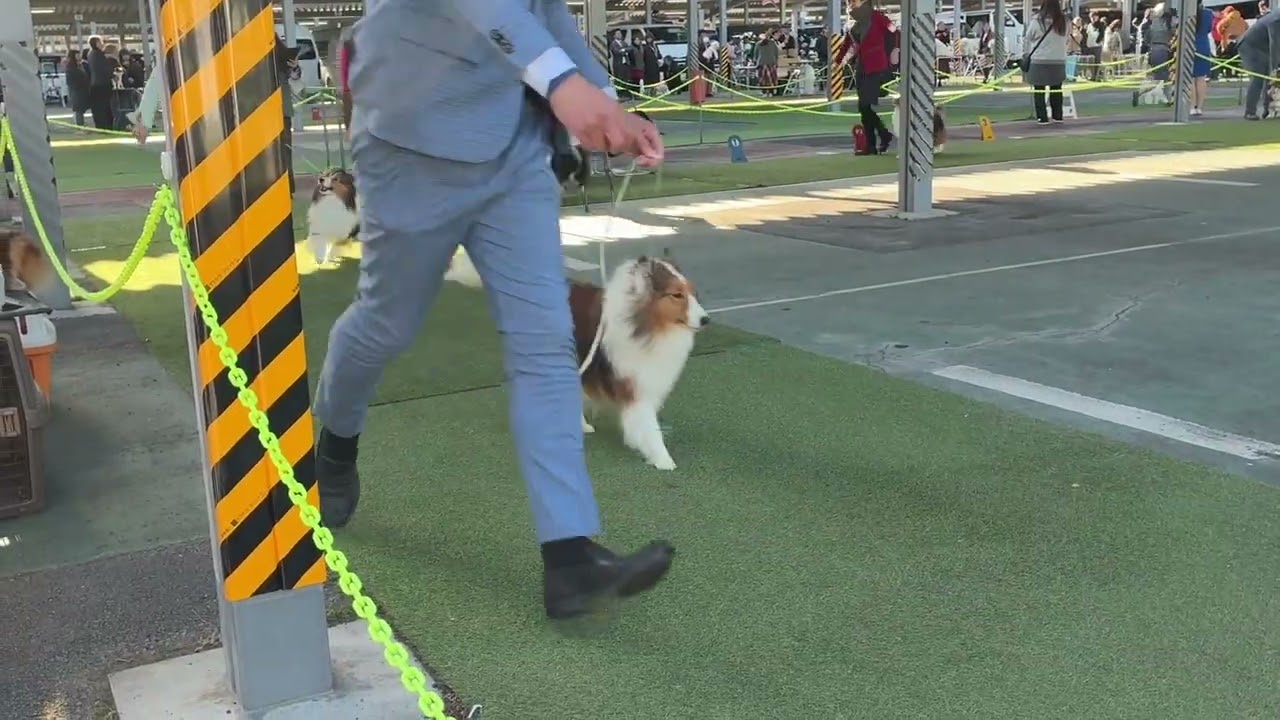 2026年1月18日東京南クラブ連合会展　シェルティー　#dog #dogshow #sheltie #shetlandsheepdog #東京サマーランド太陽光発電駐車場 #ドッグショー 