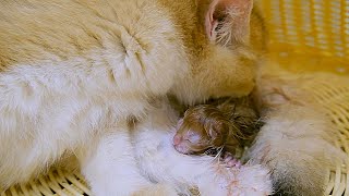 Cat Giving Birth to 4 tiny kittens