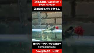 【#渓流魚 #岩魚 #飼育／#オショロコマ #SalvelinusMalma】#冷凍赤虫 #もぐもぐタイム #イワナ #Char #trout #shorts