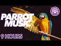 How to calm a parrot  magic music for anxious stressed or lonely birds 