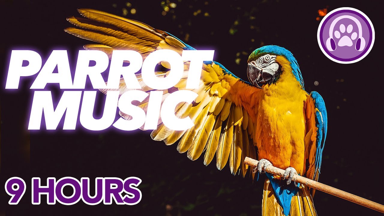 HOW TO Calm a Parrot   Magic Music for Anxious Stressed or Lonely Birds 