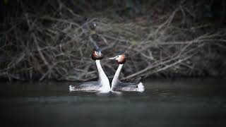 Parade Nuptiale Grèbe Huppé