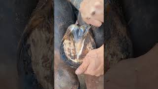 Satisfying Hoof Trimming🐴 #shorts #hooftrimming #satisfying #hoofcare #horseshoeing