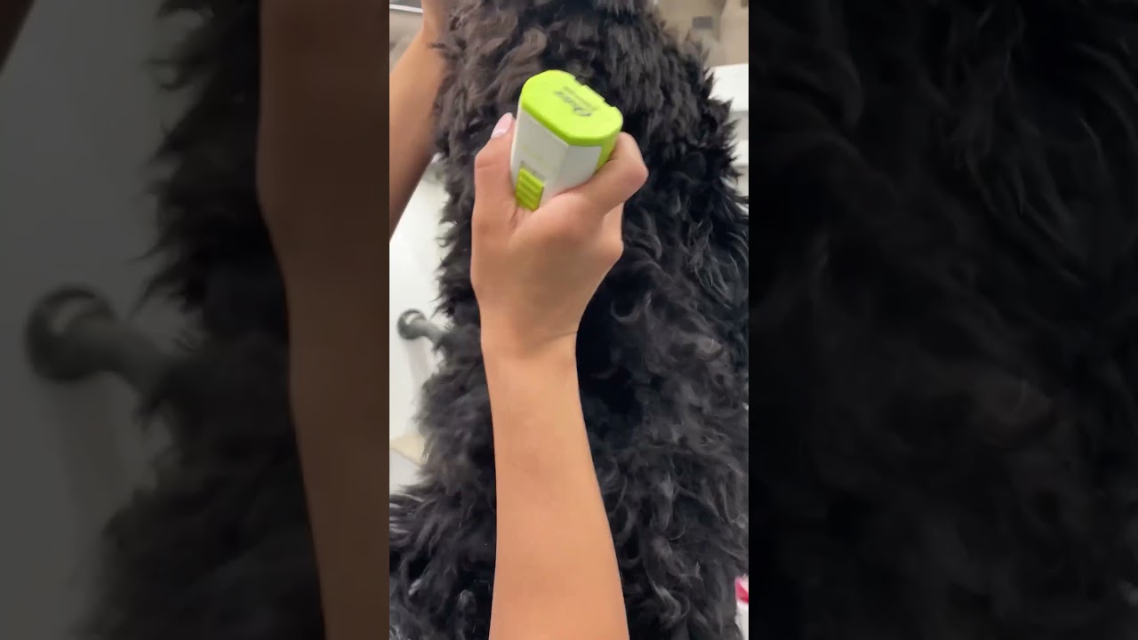 Grooming a matted doodle is always rewarding! Jax is now on a 6 week schedule 