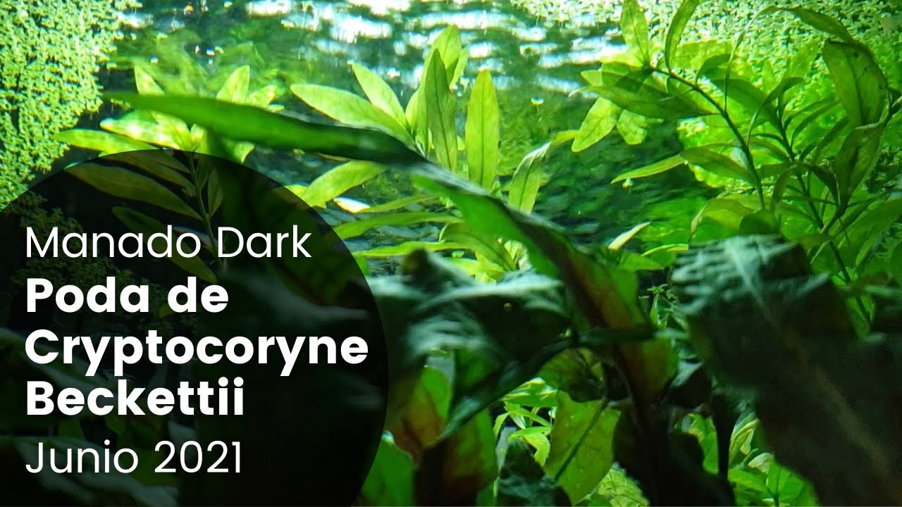 Cryptocoryne Beckettii и потеря листьев | Засаженный аквариум с темным манадо | Июнь 2021 г.