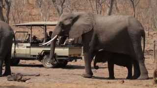 Chobe Game Lodge Official Video - HD