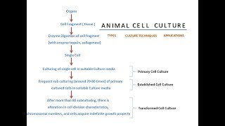 Animal Cell Culture