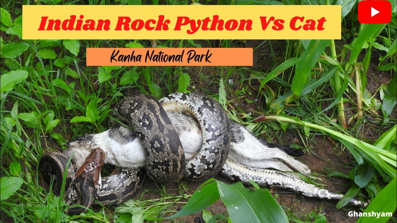 Indian Rock Python Vs CatKanha national park YouTube