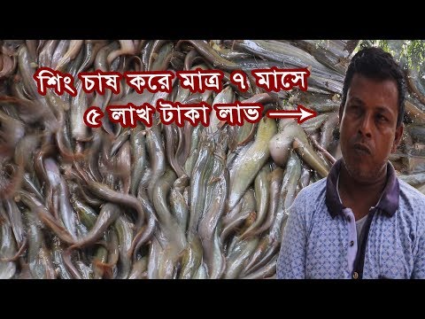 ভিডিও: ক্যাটফিশ অ্যানসিস্ট্রাস: বর্ণনা এবং ছবি