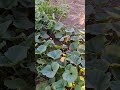 #organic #vegetables #farming #summer