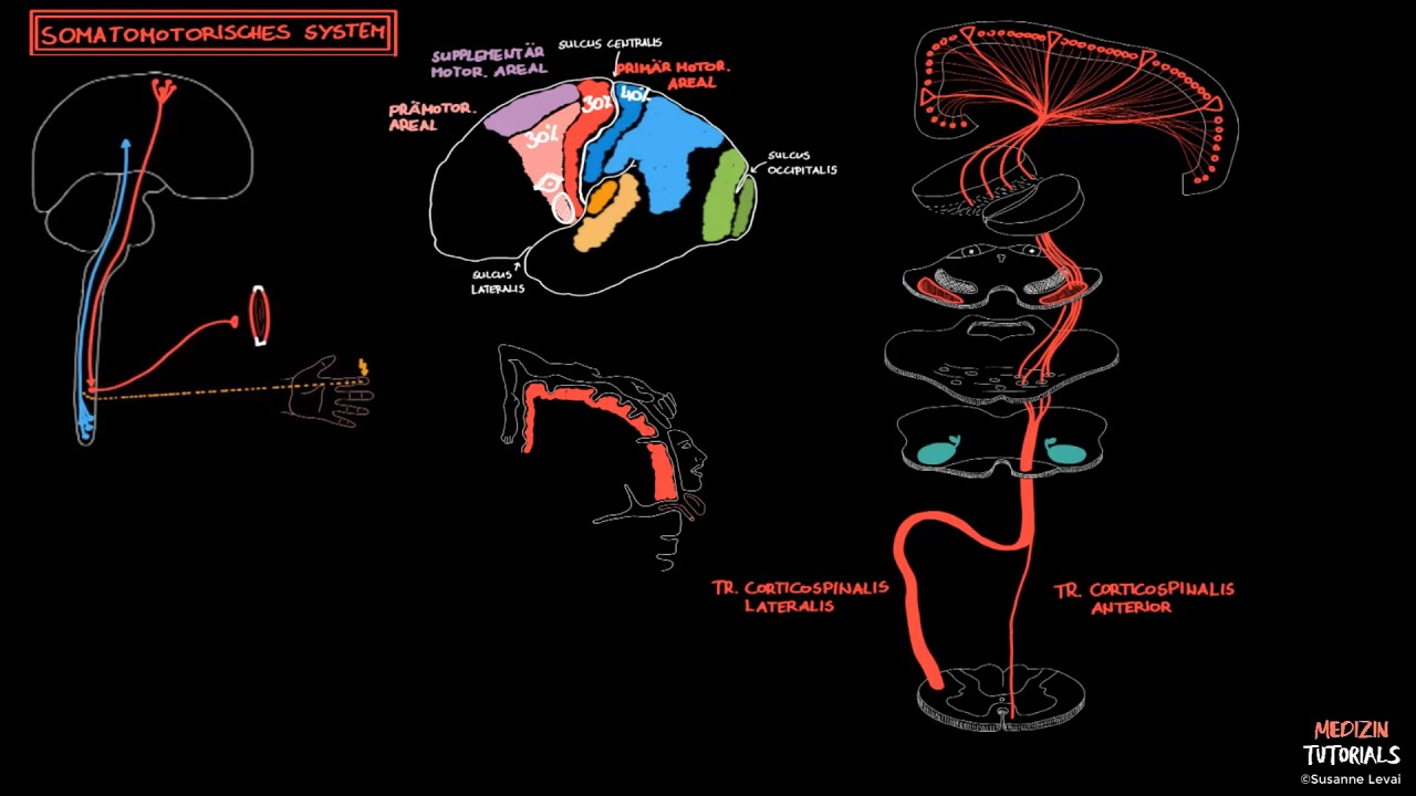 Neuroanatomie Somatomotorisches System (Vorschau) — Transcript