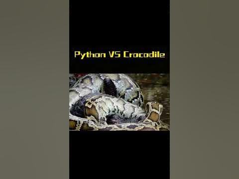 Crocodile defeated by python - YouTube
