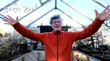 Pruning My Ficus "Plain", The Bonsai Zone, Dec 2021