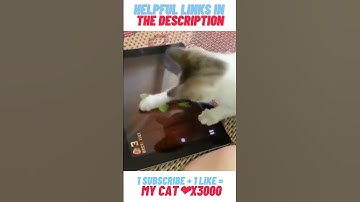 Funny Cat playing Fruit Ninja on iPad😻 #Shorts #43