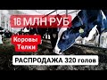 Распродажа 200 голов дойных КОРОВ и 120 голов телок и нетелей (ШЛЕЙФ стада)/ Сумма 16 млн рублей/КРС