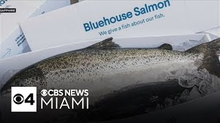 Salmon farming in South Florida It s happening in Homestead