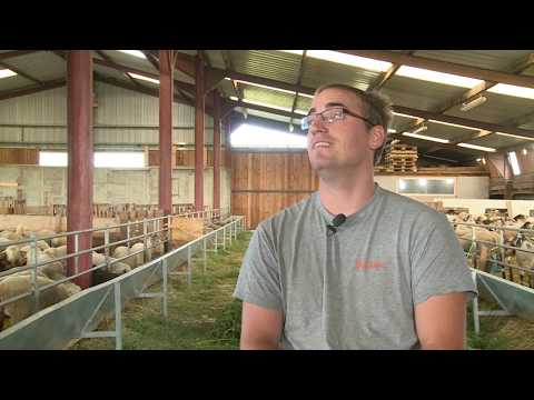 The Ried Sheepfold In Baldenheim 