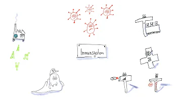 Welche Aufgaben haben die Lymphozyten?