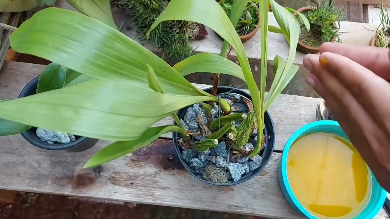 ADUBO DE AÇAFRÃO PRAS ORQUÍDEAS!!! SERÁ QUE FUNCIONA???