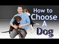 Training 4 Different Dogs: How to choose the BEST Dog for You!