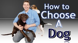 Download lagu Training 4 Different Dogs How to choose the BEST Dog for You Training 4 Different Dogs How to choose the BEST Dog for You