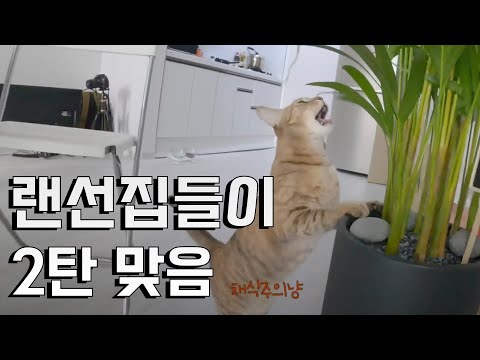 [일상의세계]드디어 채워지는 거실! TV, TV스탠드, 행거, 캣글라스(?!) 까지 = 아직 끝난게 아니다!