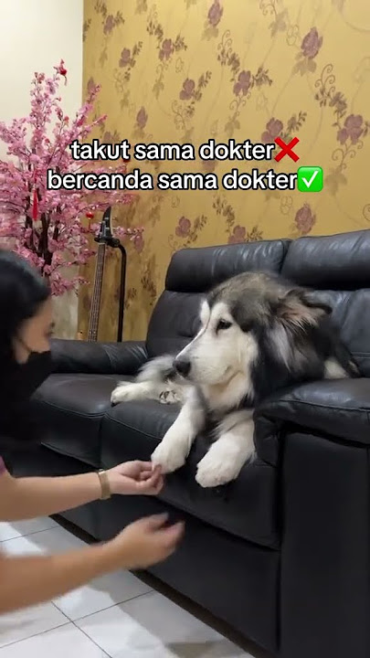 KAORI BERCANDA SAMA DOKTER‼️😂