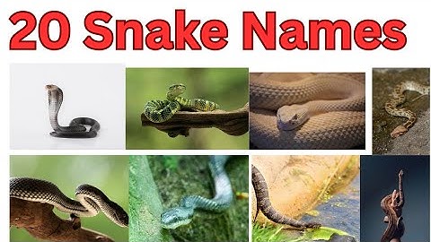 20 साँपों के नाम #Snake Names for kids