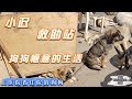 小迟救助站狗狗愜意的生活，上午忙完装修，下午赶紧看医院的狗狗    －Dog rescue in China- 20210413