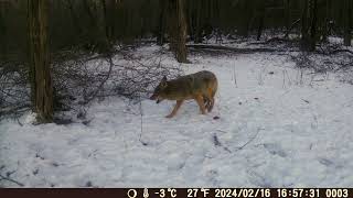 Coyote Daytime 16FEB2024