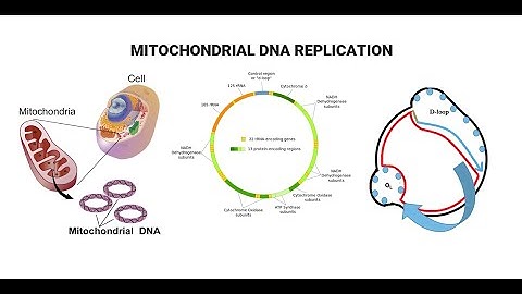 Mitochondrial DNA And D Loop Replication