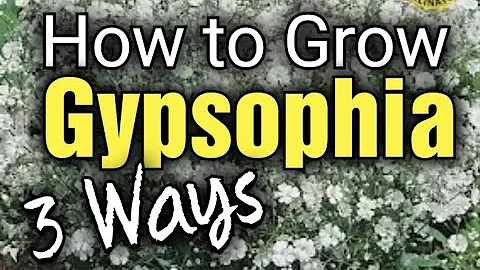 Wie pflanzt man Gypsophila?