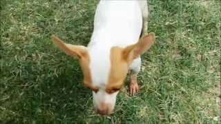 Meet Lalah Rescued off the euthanasia list.