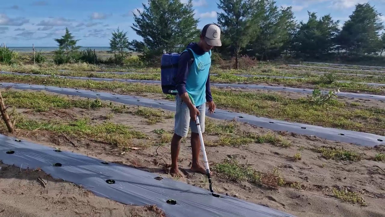 GENIUS TRICKS: FERTILIZING WATERMELON PLANTS WITH CREATIVE TOOLS!  -Agriculture Farming