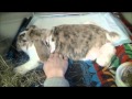Floppy Rabbit Syndrome at Dierenkliniek Leusden NL