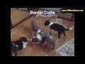 Border Collie, Puppies, For, Sale, In, Boise City, Idaho, ID, Rexburg, Post Falls, Lewiston, Twin Fa Border Collie, Puppies, For, Sale, In, Boise City, Idaho, ID, Rexburg, Post Falls, Lewiston, Twin Fa