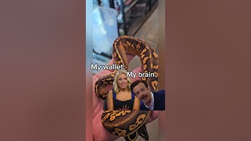 #ballpython #snake #python #fyp #lizards #animal #reels #shorts #shortvideo #animals #snakes