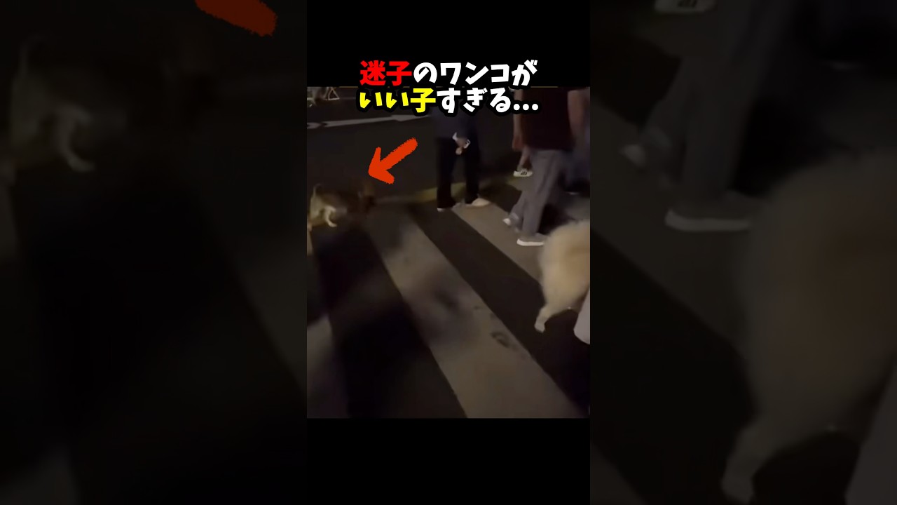 飼い主を見失った愛犬