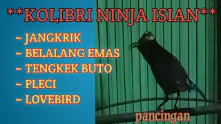 KOLIBRI NINJA BONGKAR ISIAN FULL JANGKRIK BELALANG EMAS TENGKEK BUTO PLECI LOVEBIRD BUAT PANCINGAN