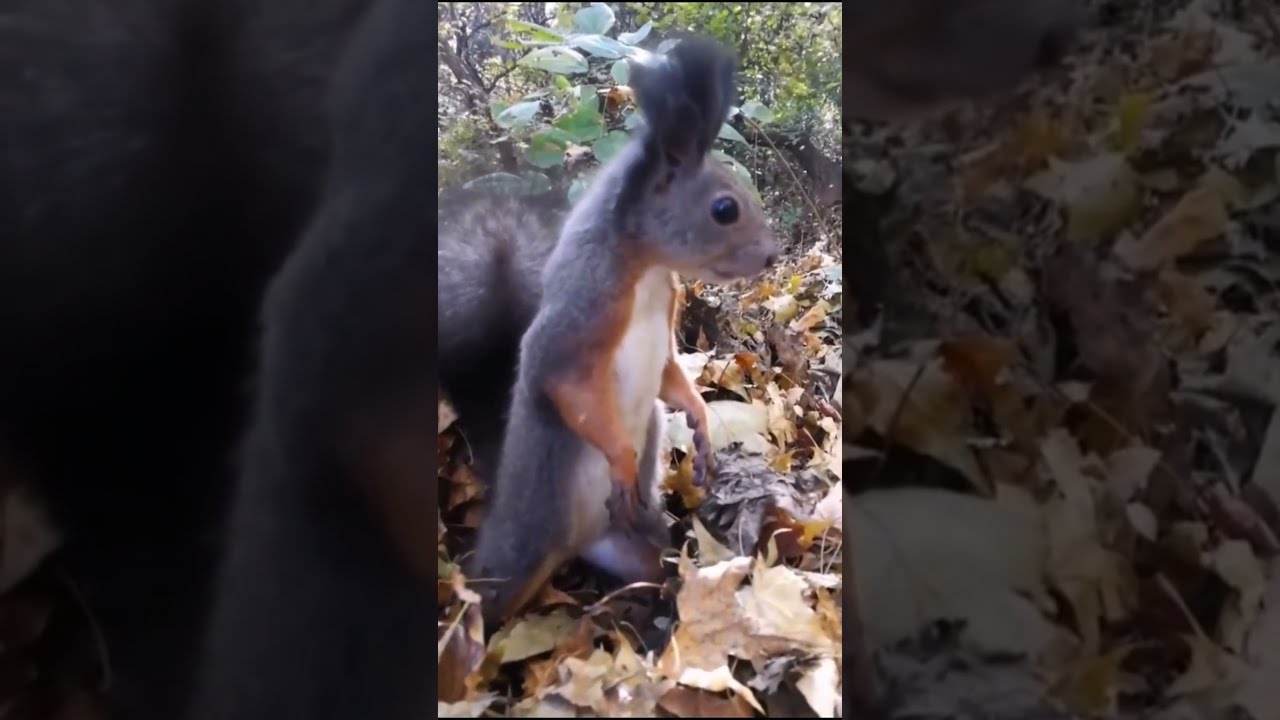 How Do Squirrels Move So Fast? #Shorts #Greysquirrel #Babysquirrel