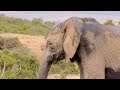 Elephant Social Bonds and Instincts