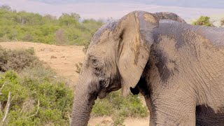Even Death Can't Break this Elephant's Bond to Her Calf (4K)