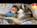 Husky Steals Babies Bed But Helps Him Get To Sleep! [CUTEST VIDEO EVER!!]