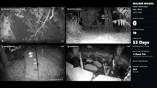 Walker Woods Nature Observatory – Live Backyard Wildlife Cam