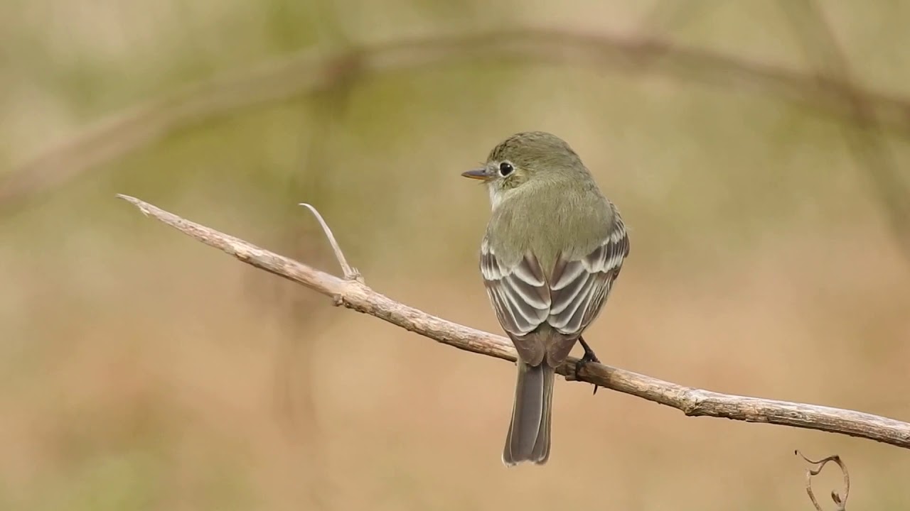 Gray Flycatcher part 1: Third Louisiana record 